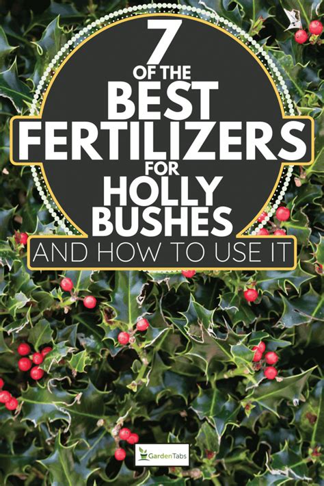 fertilizer for holly plants