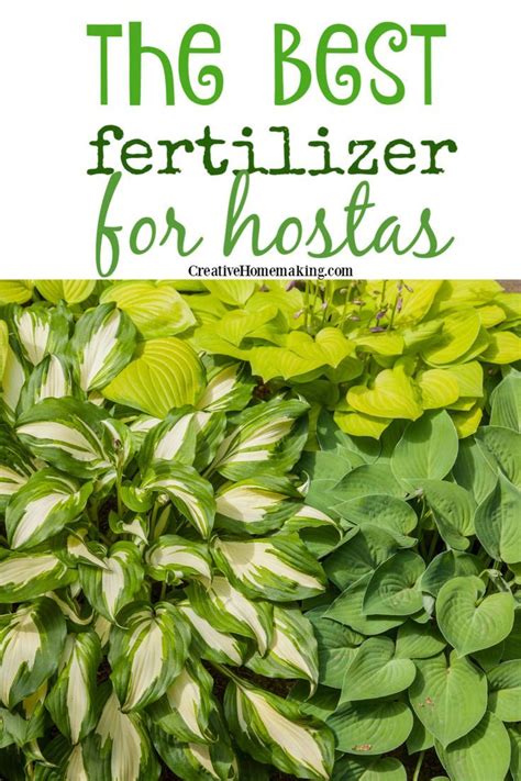 fertilizer for hostas plants