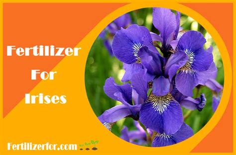 fertilizer for irises