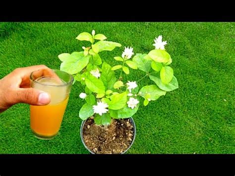 fertilizer for jasmine plant