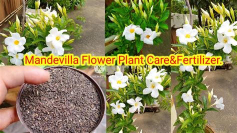 fertilizer for mandevilla