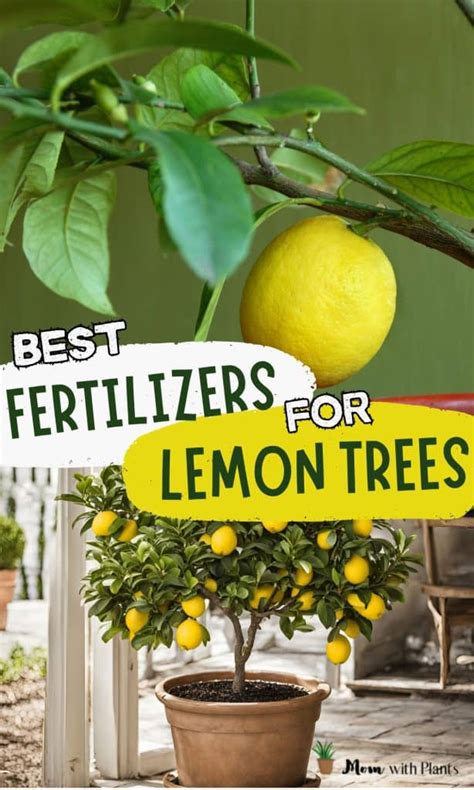 fertilizer for meyer lemon