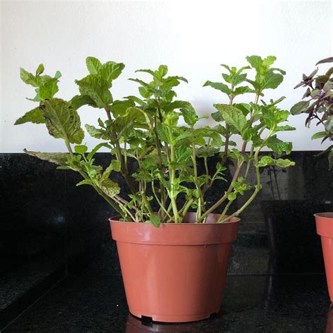 fertilizer for mint