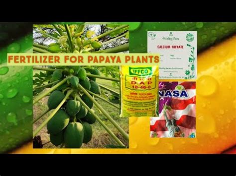 fertilizer for papaya plant