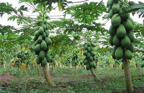 fertilizer for papaya tree