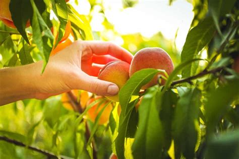 fertilizer for peach