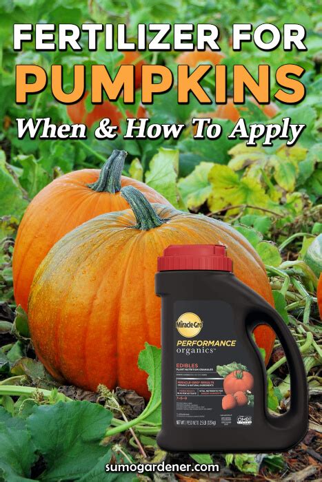 fertilizer for pumpkins