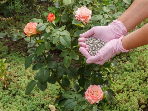 fertilizer for roses