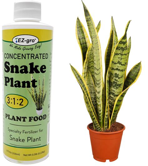 fertilizer for snake plant