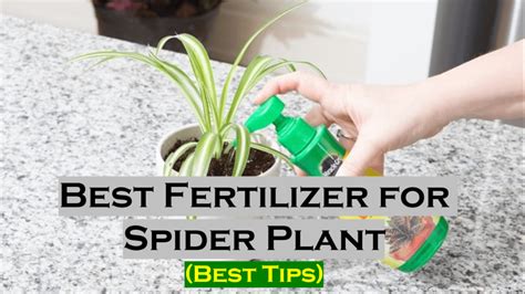 fertilizer for spider plant