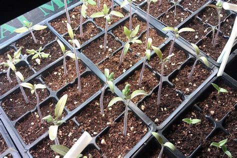 fertilizer for tomato seedlings