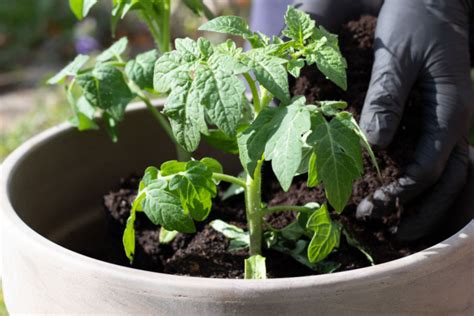 fertilizer for tomatoes in pots