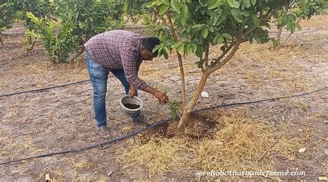 fertilizer guava tree