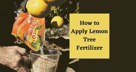 fertilizer lemon tree