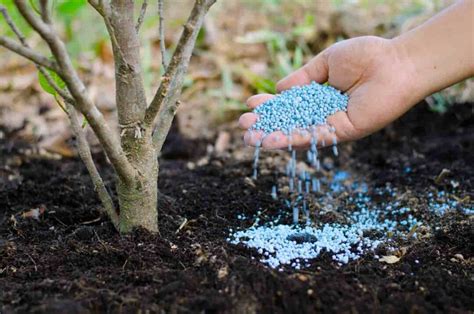 fertilizer peach trees