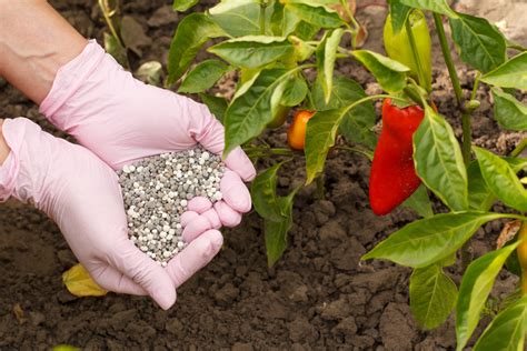 fertilizer peppers