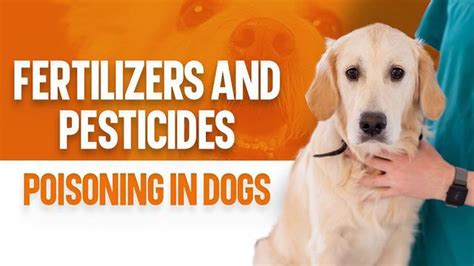 fertilizer poisoning symptoms dogs