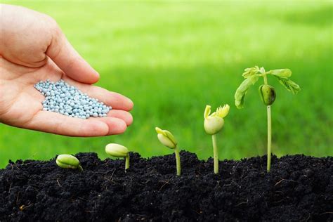 fertilizer seedlings