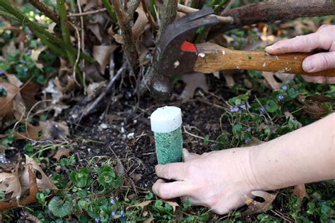 fertilizer spikes for fruit trees