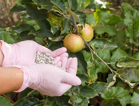 fertilizers for apple trees