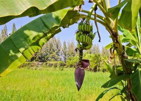 fertilizing a banana tree