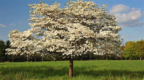 fertilizing a dogwood tree