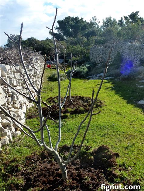 fertilizing a fig tree