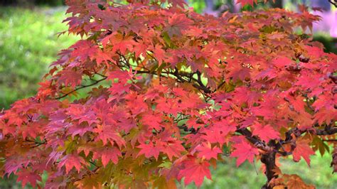 fertilizing a japanese maple