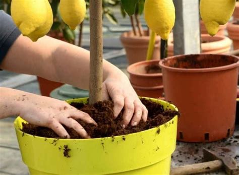 fertilizing a lemon tree