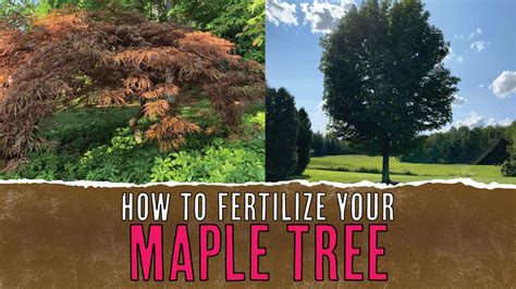 fertilizing a maple tree