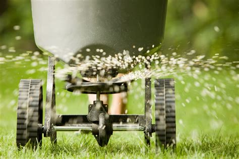 fertilizing and seeding lawn