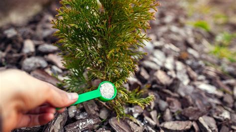 fertilizing arborvitae