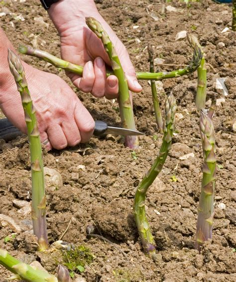 fertilizing asparagus