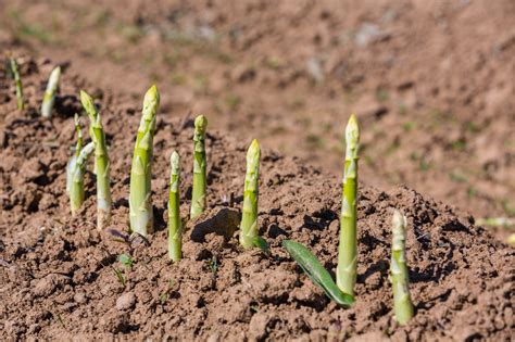 fertilizing asparagus plants