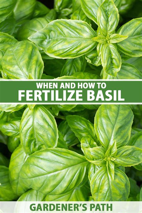 fertilizing basil