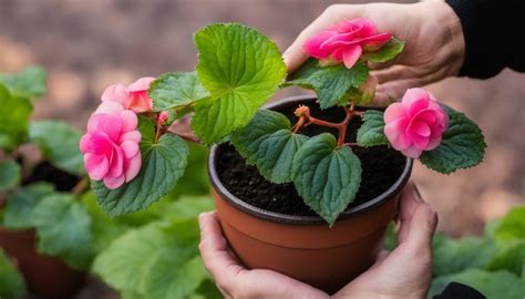 fertilizing begonia plants