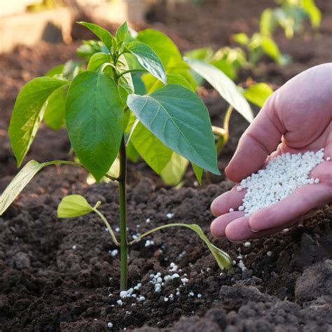 fertilizing bell peppers