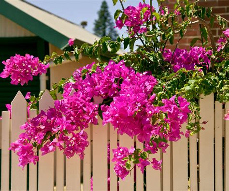 fertilizing bougainvillea