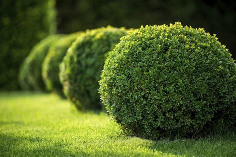 fertilizing boxwood shrubs