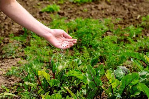 fertilizing carrots