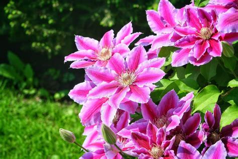 fertilizing clematis