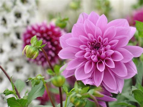 fertilizing dahlias