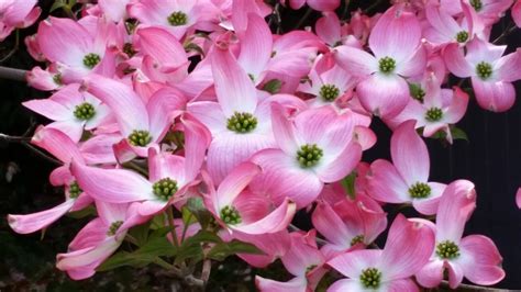 fertilizing dogwood trees