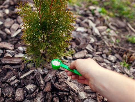 fertilizing evergreens