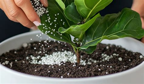 fertilizing fiddle leaf fig