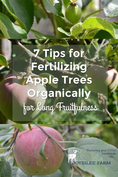 fertilizing fruit trees