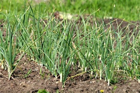 fertilizing garlic plants