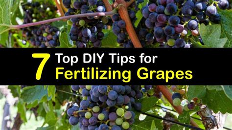 fertilizing grapes