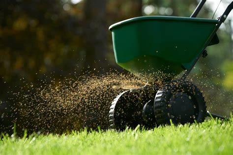 fertilizing grass seed