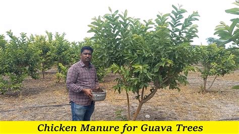 fertilizing guava trees